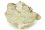 Fossil Oreodont (Leptauchenia) Partial Skull - South Dakota #269936-4
